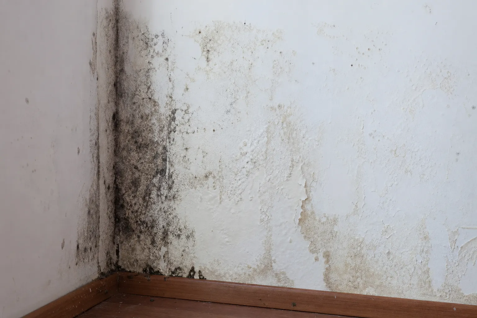 Traces d'humidité et moisissures sur un mur intérieur, analyse lors d'une expertise avant achat